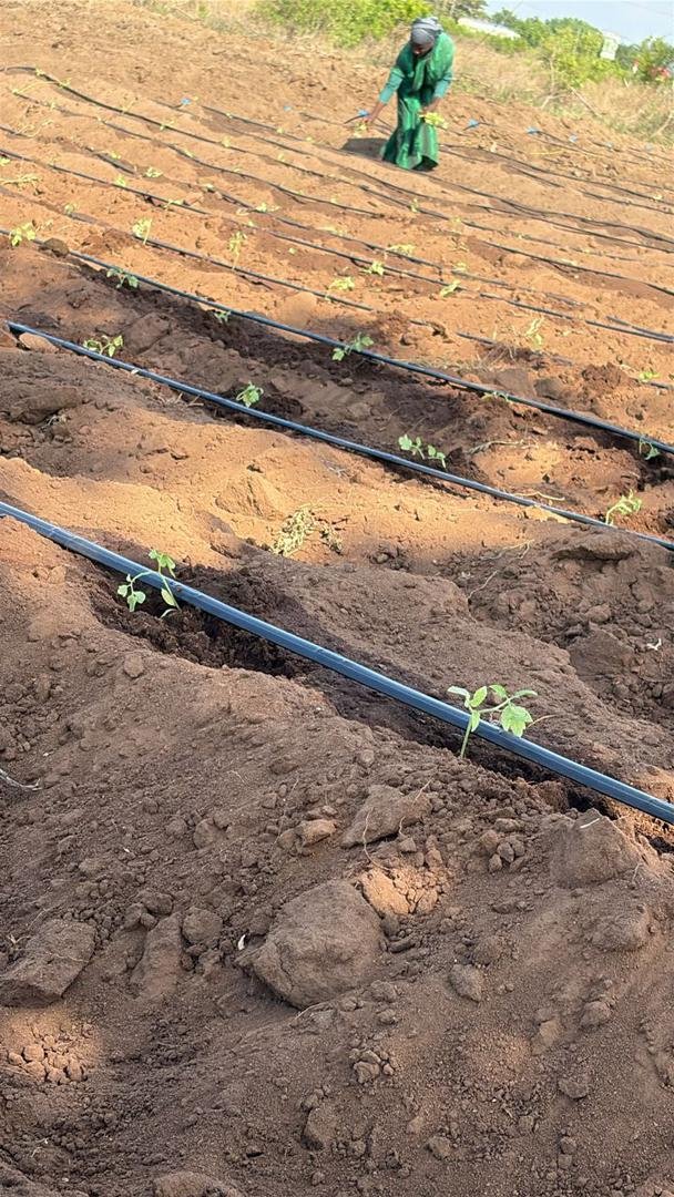 Sustainable Agriculture Initiative - Image 21